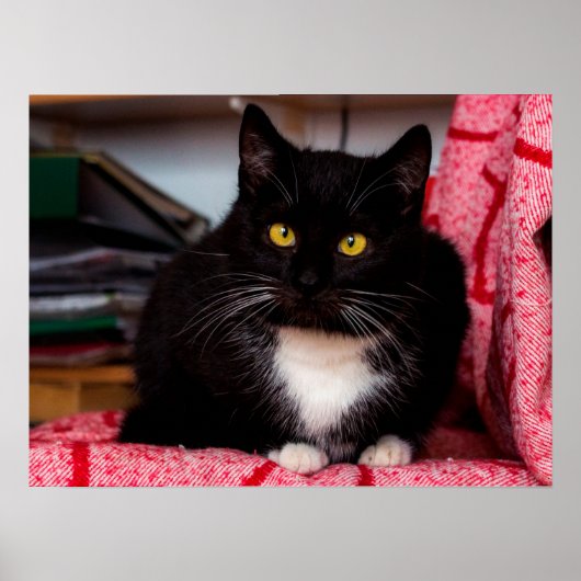 白黒キティ猫カスタマイズ可能ポスター ポスター (正面)