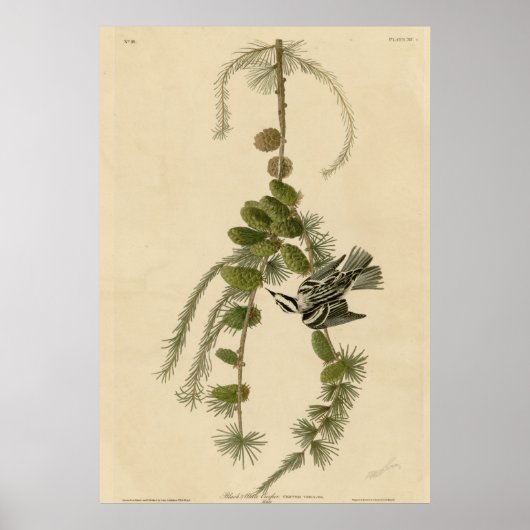 白黒クリーパー ポスター (正面)