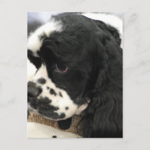 白黒コッカースパニエル犬はがき ポストカード