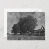 白黒コットンフィールドはがき ポストカード (正面/裏面)