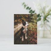 白黒コリー縁どオンパークベンチ ポストカード (スタンド正面)