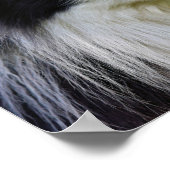 白黒コリー縁どドッグ ポスター (角)