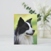 白黒コリー縁どドッグ ポストカード (スタンド正面)