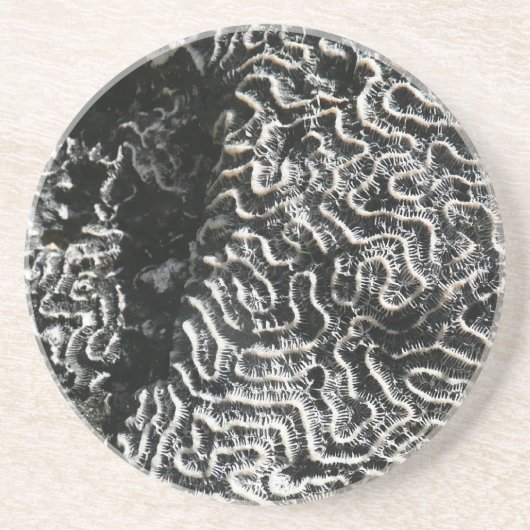 白黒サンゴI抽象芸術自然写真 コースター (正面)
