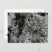 白黒サンゴI抽象芸術自然写真 ポストカード (正面/裏面)
