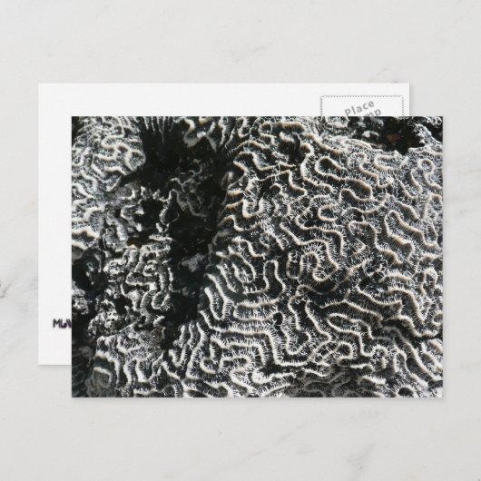 白黒サンゴI抽象芸術自然写真 ポストカード (正面/裏面)