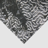 白黒サンゴI抽象芸術自然写真 薄葉紙 (詳細)