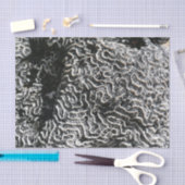 白黒サンゴI抽象芸術自然写真 薄葉紙 (クラフト)