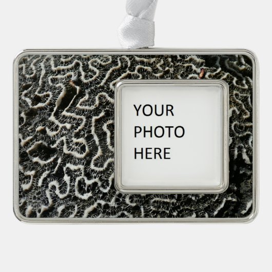 白黒サンゴII抽象芸術自然写真 シルバープレートフレームオーナメント (正面)
