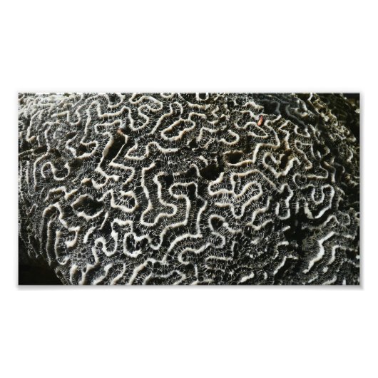 白黒サンゴII抽象芸術自然写真 フォトプリント            (正面)