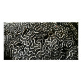 白黒サンゴII抽象芸術自然写真 ポスター (正面)