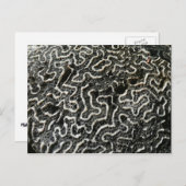 白黒サンゴII抽象芸術自然写真 ポストカード (正面/裏面)