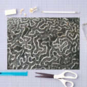 白黒サンゴII抽象芸術自然写真 薄葉紙 (クラフト)