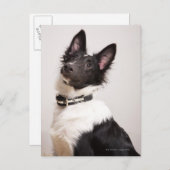 白黒シェットランド羊飼いのポートレート ポストカード (正面/裏面)