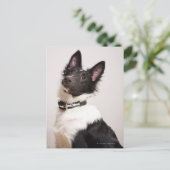 白黒シェットランド羊飼いのポートレート ポストカード (スタンド正面)