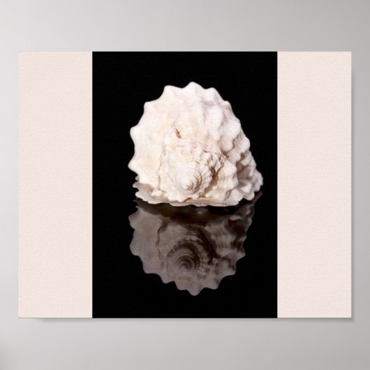 白黒シーシェル熱帯印刷用アート ポスター (正面)