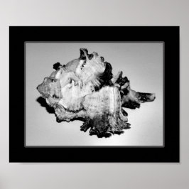 白黒シーシェル熱帯印刷用アート ポスター