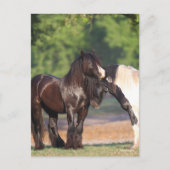 白黒ジプシーの二人のヴァンナー会議 ポストカード (正面)