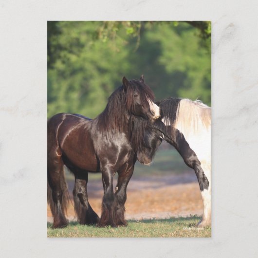 白黒ジプシーの二人のヴァンナー会議 ポストカード (正面)