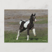 白黒ジプシーヴァンナーフォールランニングズ ポストカード (正面)