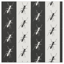 白黒ストライプのな蟻