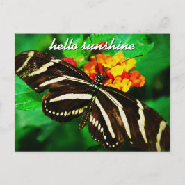 白黒ストライプバタフライHello Sunshineスクリプト ポストカード