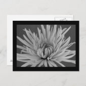 白黒スパイダーママ葉書 ポストカード (正面/裏面)