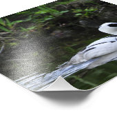 白黒スミューまたはシーダイビングダック水鳥 フォトプリント            (角)