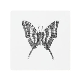 白黒ゼブラバタフライインクスケッチ メタルプリント