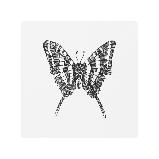 白黒ゼブラバタフライインクスケッチ メタルプリント (正面)
