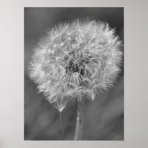 白黒タンポポの花の写真撮影 ポスター