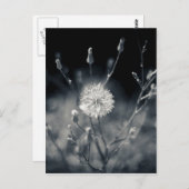 白黒タンポポ写真 ポストカード (正面/裏面)