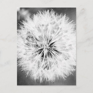 白黒タンポポ ポストカード