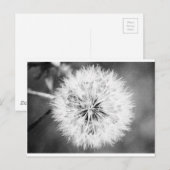 白黒タンポポ ポストカード (正面/裏面)