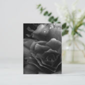 白黒ダブルベゴニアのクローズアップ ポストカード (スタンド正面)