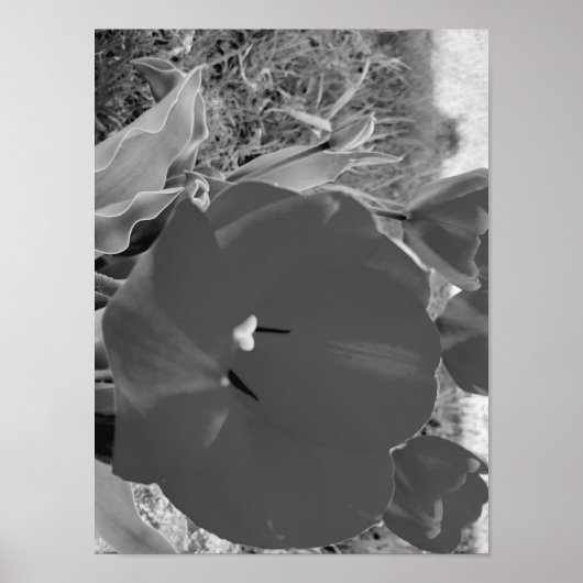 白黒チューリップ ポスター (正面)