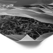 白黒チューリップ ポスター (角)