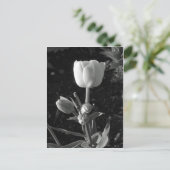 白黒チューリップ ポストカード (スタンド正面)