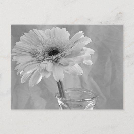 白黒デイジー ポストカード (正面)