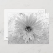 白黒デイジー ポストカード (正面/裏面)
