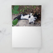 白黒トルコ猫ピエロ カード (内部)