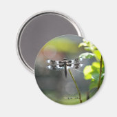 白黒トンボ マグネット (正面/裏面)