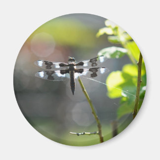 白黒トンボ マグネット