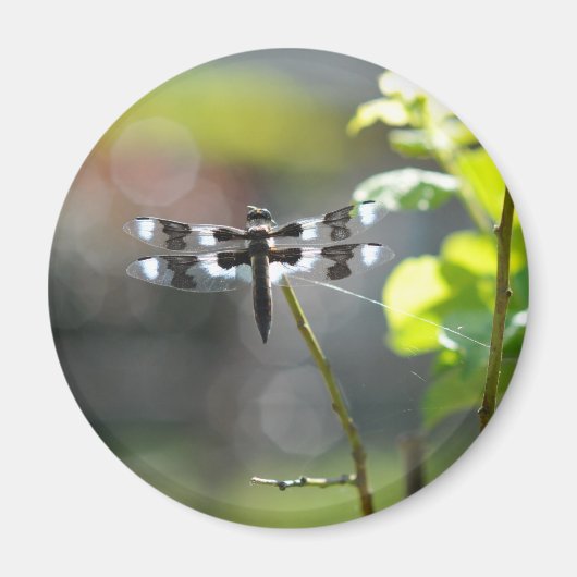 白黒トンボ マグネット (正面)