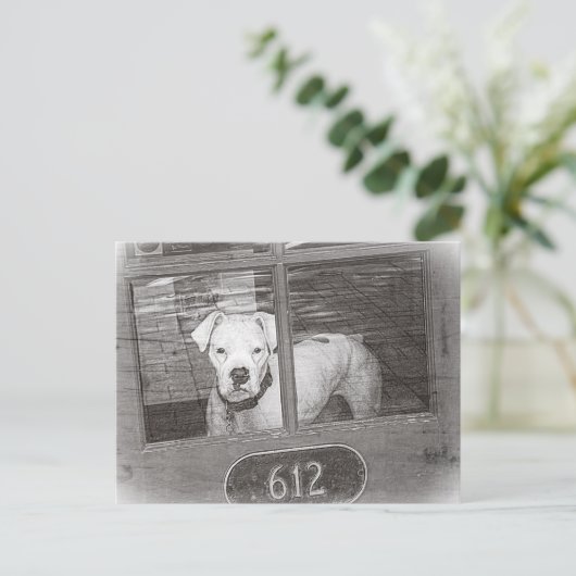 白黒ドアの後ろの白いボクサー犬 ポストカード (スタンド正面)