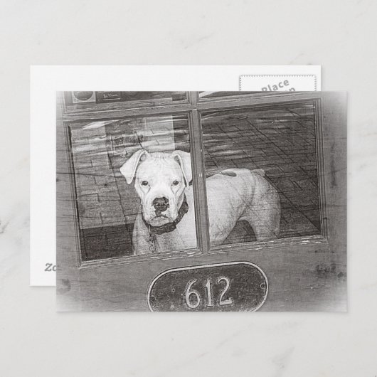 白黒ドアの後ろの白いボクサー犬 ポストカード (正面/裏面)