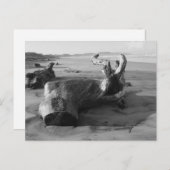 白黒ドリフトウッドビーチ写真はがき ポストカード (正面/裏面)
