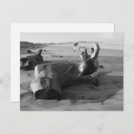 白黒ドリフトウッドビーチ写真はがき ポストカード (正面/裏面)