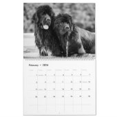 白黒ニューファンドランド写真 カレンダー (2月 2026)