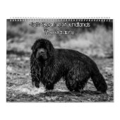 白黒ニューファンドランド写真 カレンダー (カバー)